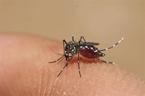 denguefeber behandling